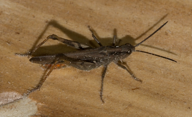 Chorthippus
