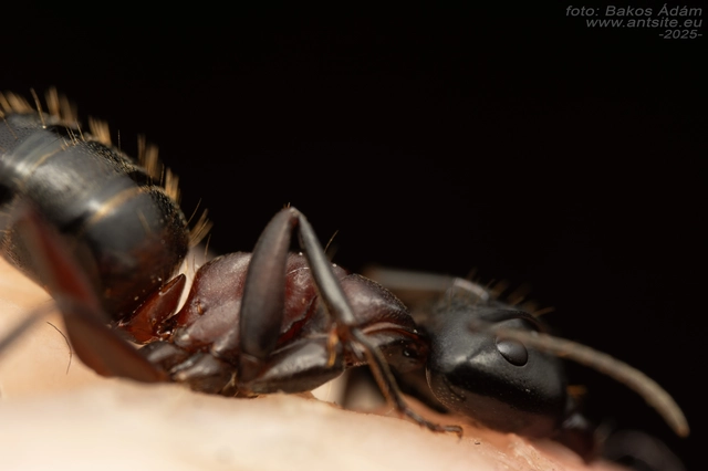 Camponotus ligniperda - faodvasító lóhangya