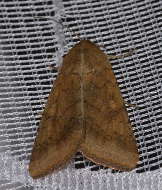 Helicoverpa armigera - kukorica-veteménybagoly Helicoverpa armigera - kukorica-veteménybagoly