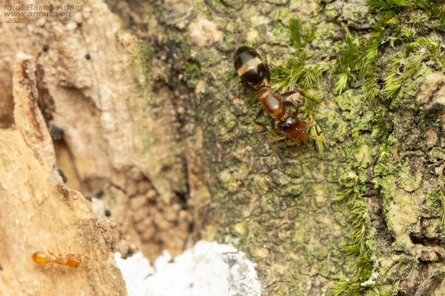 Temnothorax turcicus - sárga kéreghangya