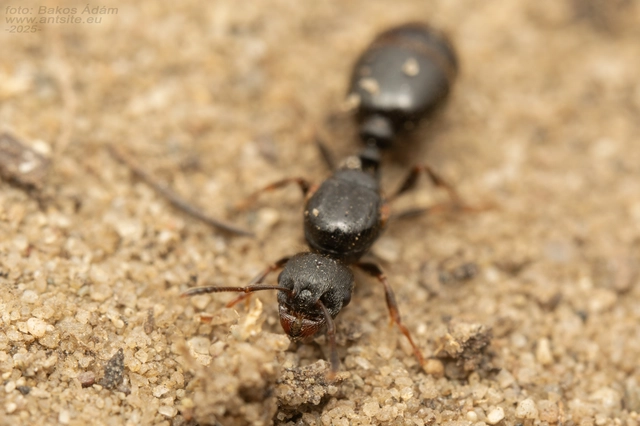 Tetramorium
