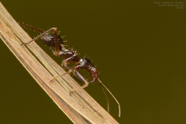 Himacerus mirmicoides - csalán-tolvajpoloska