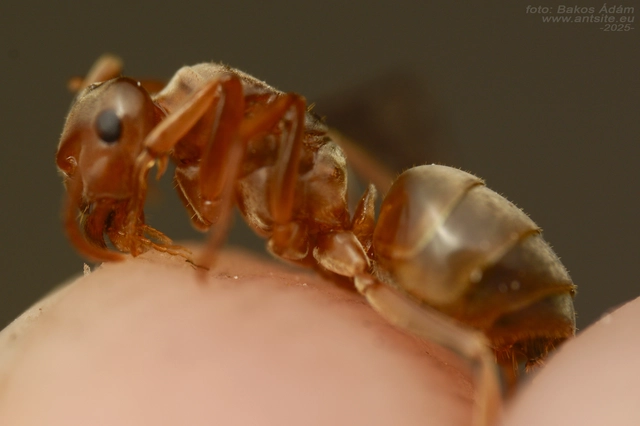 Lasius distinguendus - déli borostyánhangya