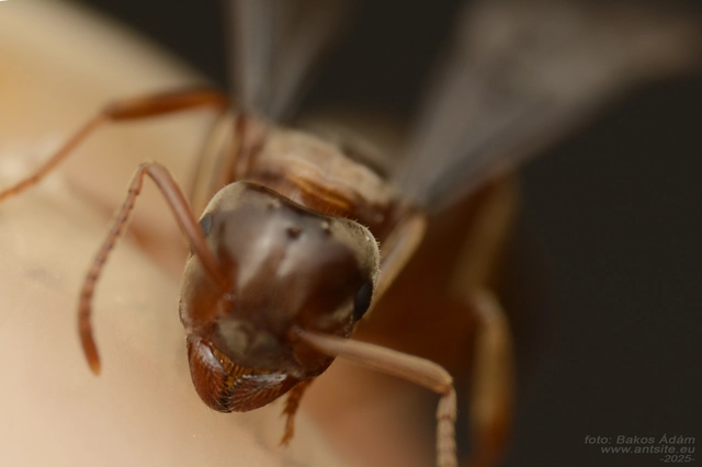 Lasius distinguendus - déli borostyánhangya