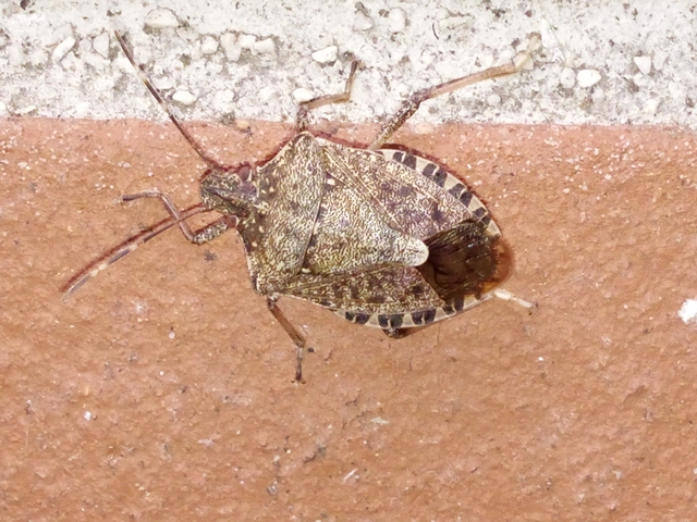 Halyomorpha halys - ázsiai márványospoloska