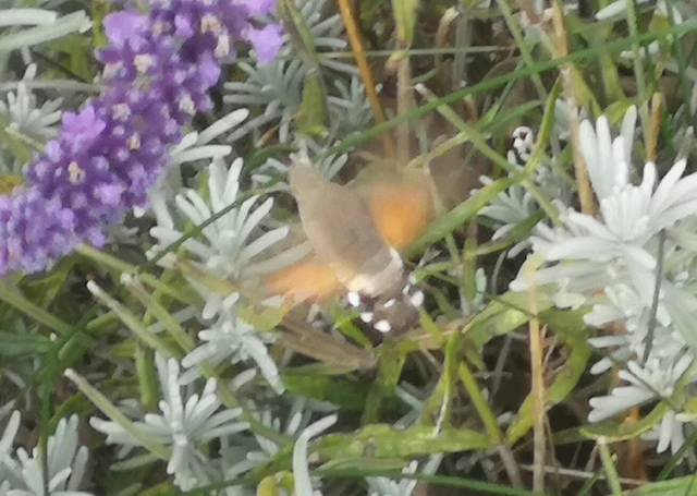 Macroglossum stellatarum - kacsafarkú szender
