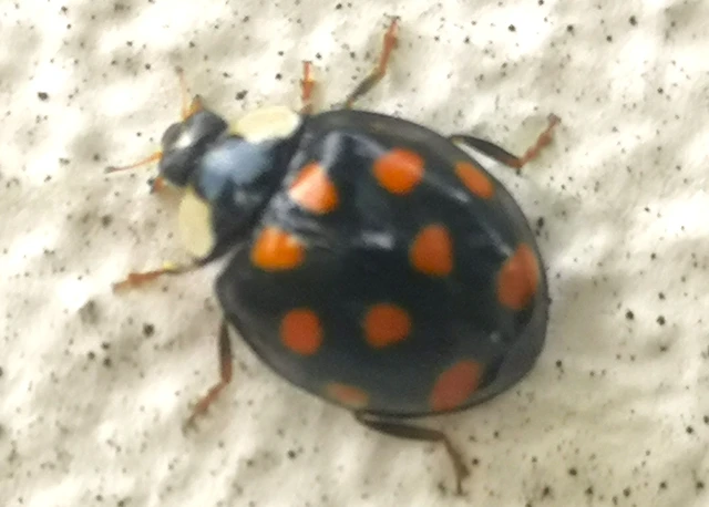 Harmonia axyridis - harlekinkatica