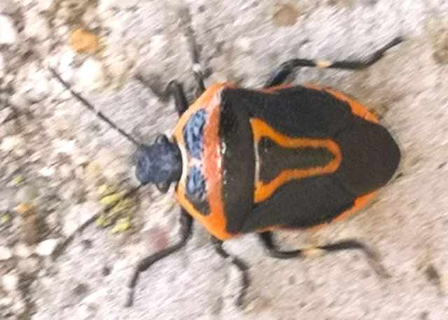 Perillus bioculatus