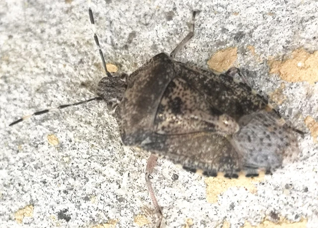 Rhaphigaster nebulosa - bencepoloska