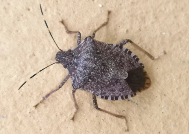 Halyomorpha halys - ázsiai márványospoloska
