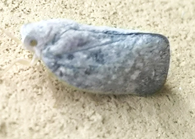 Metcalfa pruinosa - amerikai lepkekabóca