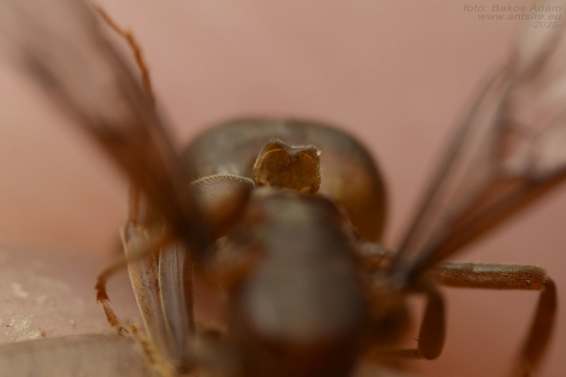 Lasius distinguendus - déli borostyánhangya