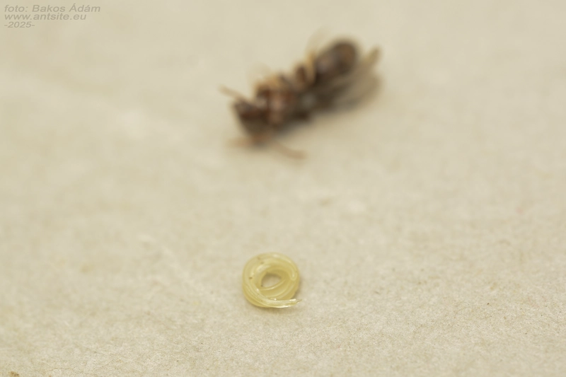 Phoridae - púposlégyfélék