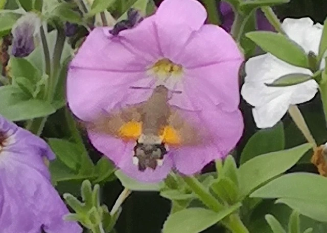 Macroglossum stellatarum - kacsafarkú szender