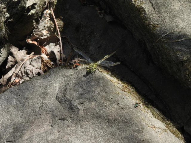 Gomphus flavipes - sárgalábú folyami-szitakötő Gomphus flavipes - sárgalábú folyami-szitakötő