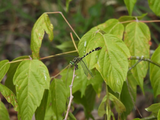 Onychogomphus forcipatus - gyűrűs folyami-szitakötő Onychogomphus forcipatus - gyűrűs folyami-szitakötő