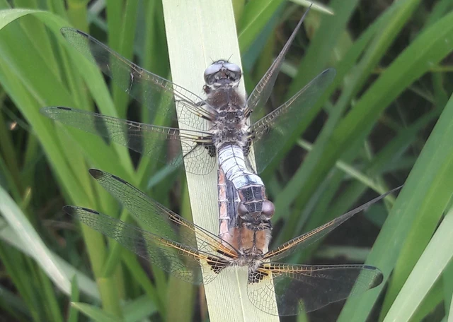 Libellula fulva - kisfoltos laposacsa