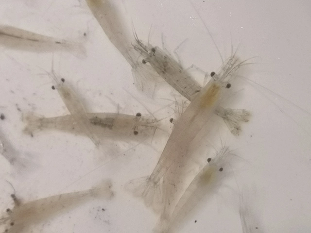 Crustacea - Rákok