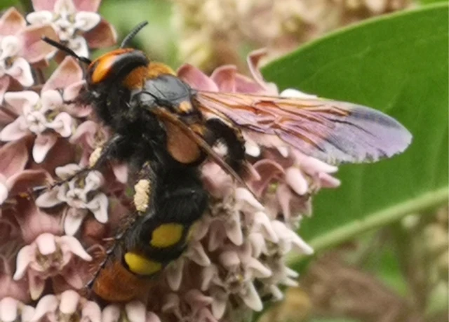 Megascolia maculata - óriás-tőrösdarázs