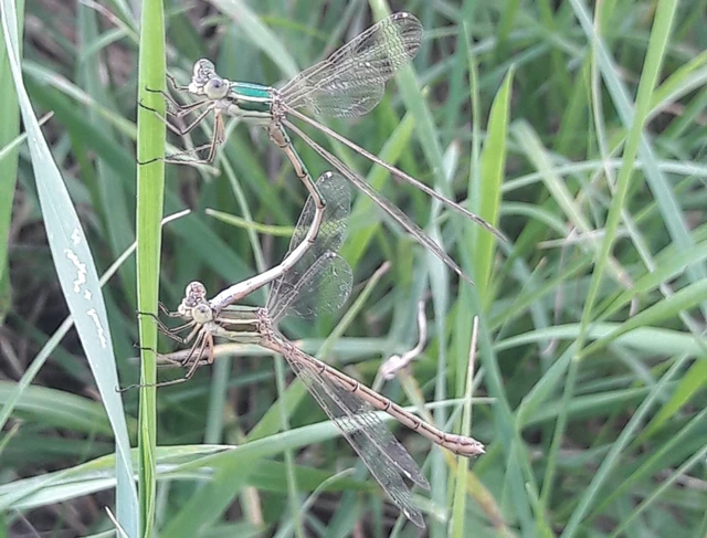 Lestes barbarus - foltosszárnyjegyű rablószitakötő
