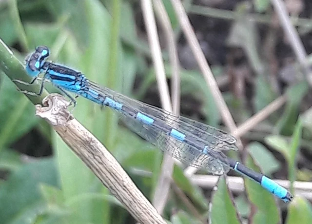 Coenagrion scitulum - mediterrán légivadász