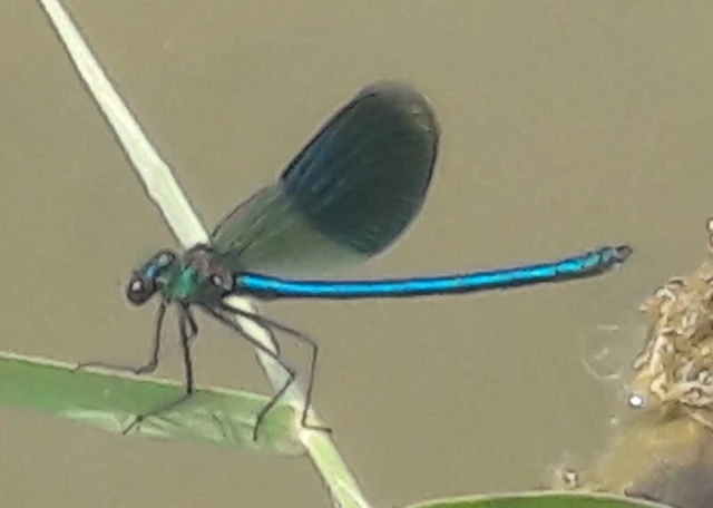 Calopteryx splendens - sávos szitakötő