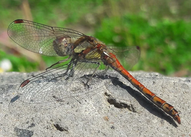 Sympetrum striolatum - harántsávos katona-szitakötő