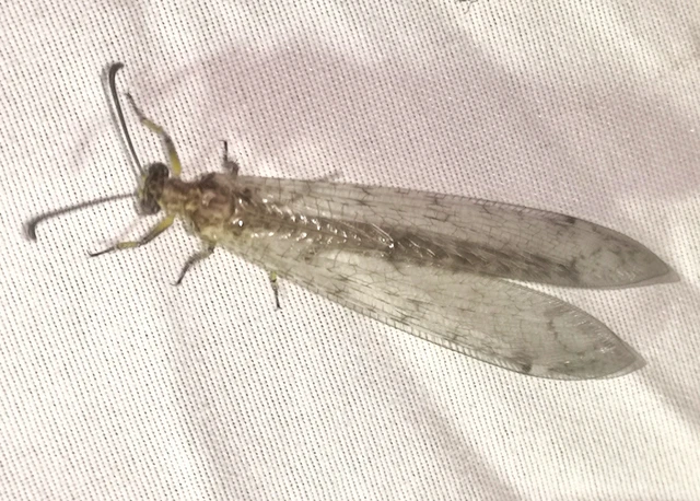Distoleon tetragrammicus - négyfoltos hangyaleső