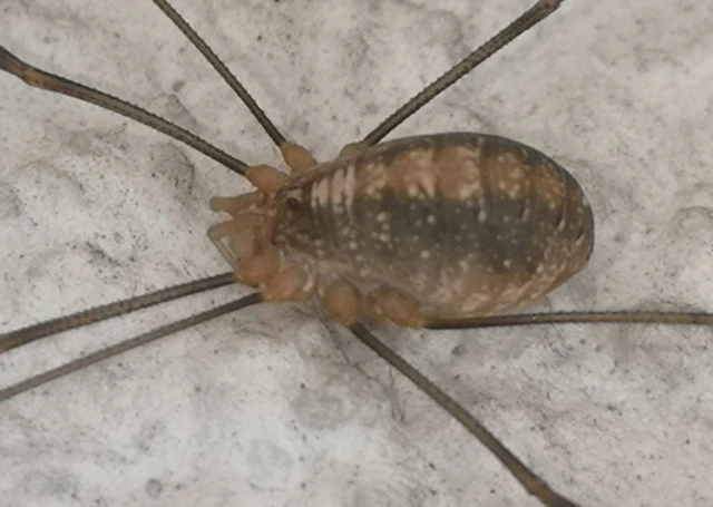 Opiliones - Kaszáspókok