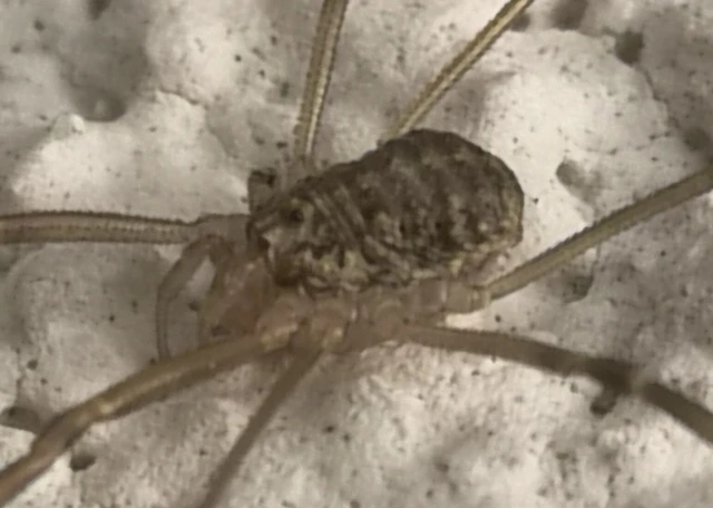 Opiliones - Kaszáspókok