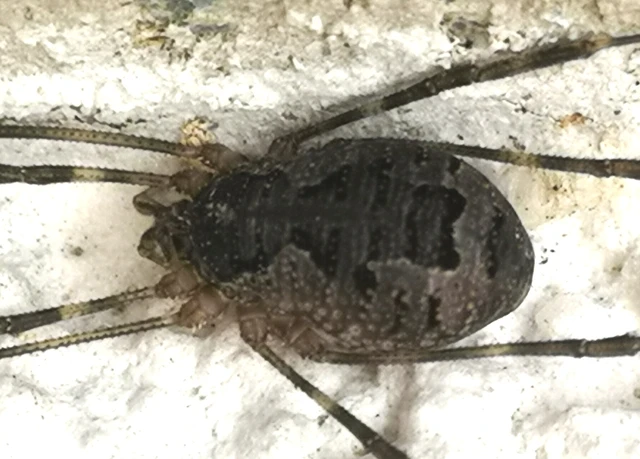 Opiliones - Kaszáspókok