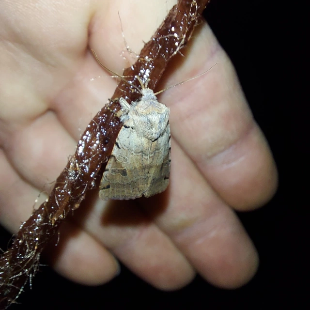 Anchoscelis litura - tarka őszibagoly