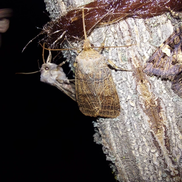 Anchoscelis nitida - rozsdabarna őszibagoly