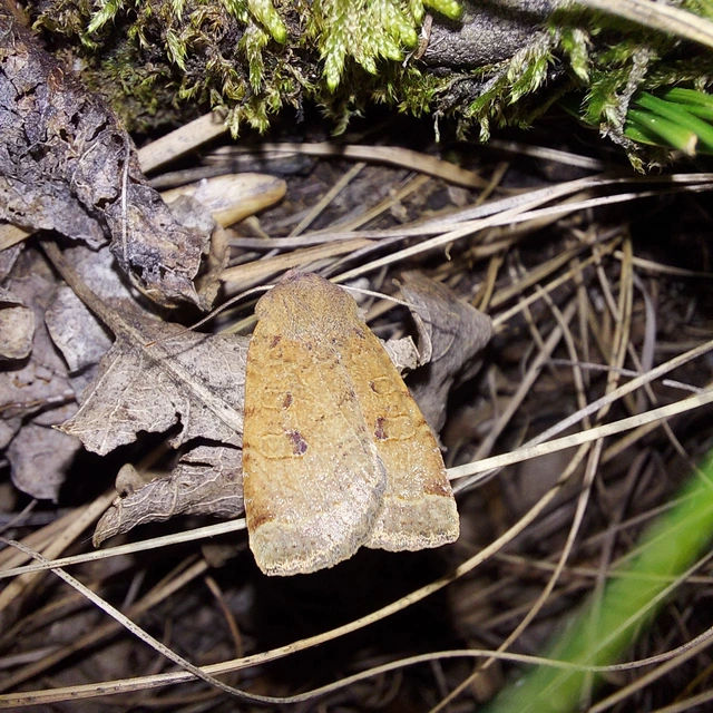 Conistra veronicae - veronika-őszibagoly