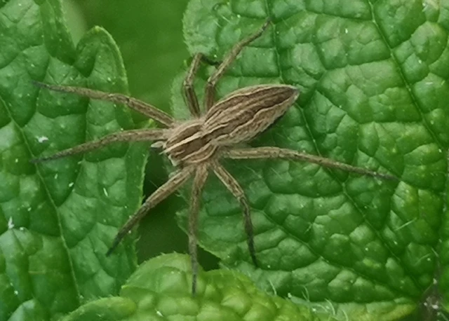 Pisaura mirabilis - csodáspók
