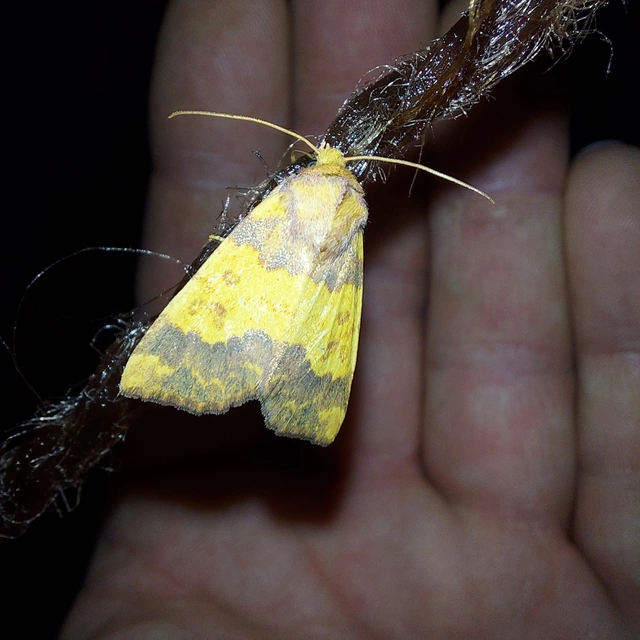 Tiliacea aurago - aranyló sárgabagoly