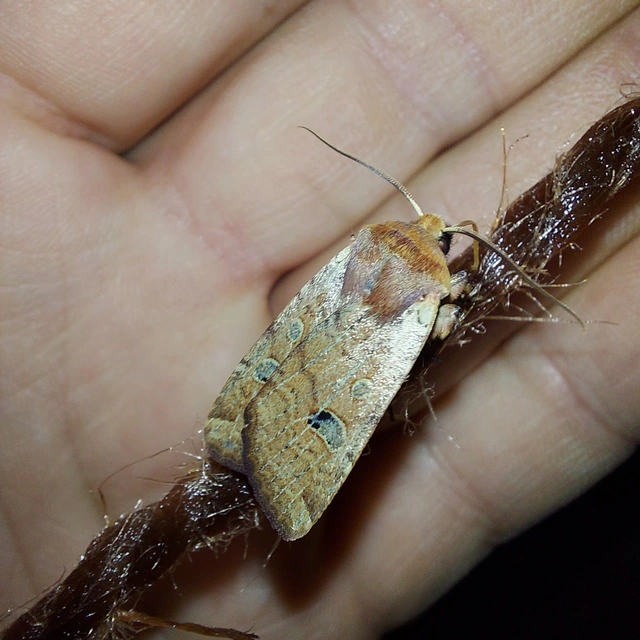 Conistra erythrocephala - vörösfejű őszibagoly