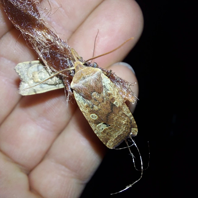 Conistra erythrocephala - vörösfejű őszibagoly