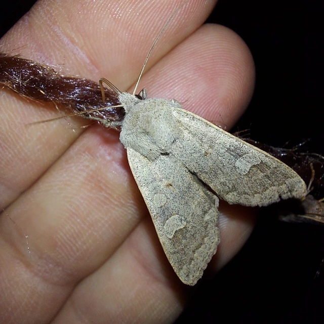 Ammoconia caecimacula - szürke őszibagoly