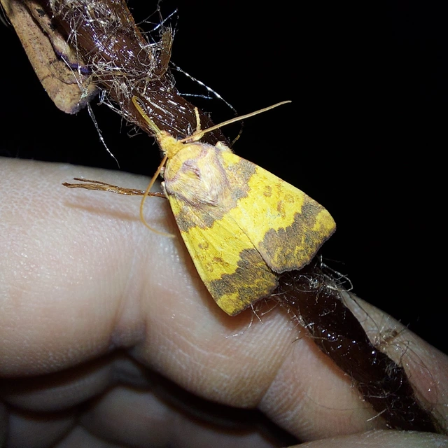 Tiliacea aurago - aranyló sárgabagoly
