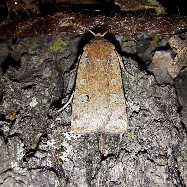 Conistra erythrocephala - vörösfejű őszibagoly