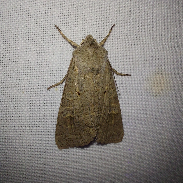 Ammoconia caecimacula - szürke őszibagoly