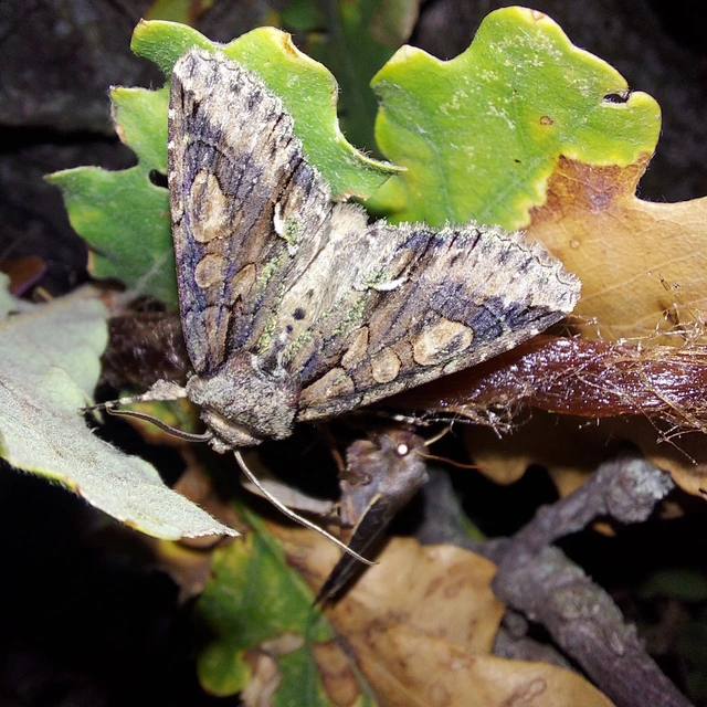 Allophyes oxyacanthae - galagonyabagoly