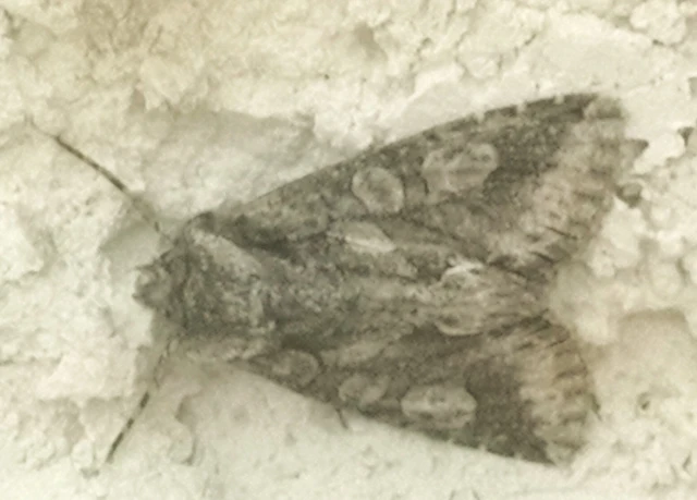 Allophyes oxyacanthae - galagonyabagoly