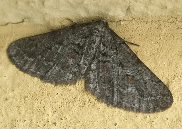Agriopis bajaria - kökény-téliaraszoló