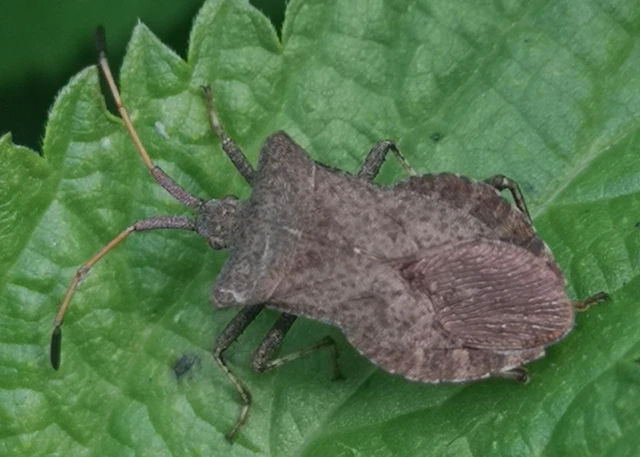 Coreus marginatus - közönséges karimáspoloska