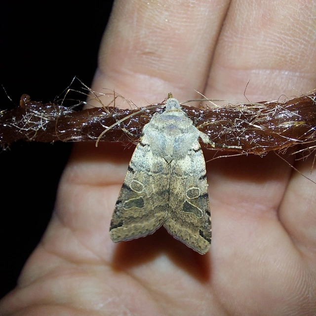 Anchoscelis litura - tarka őszibagoly
