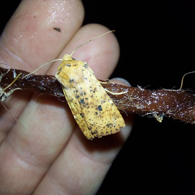 Conistra rubiginea - vörös őszibagoly