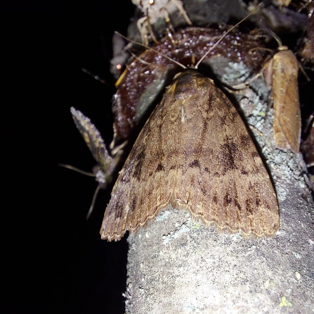 Amphipyra berbera/pyramidea