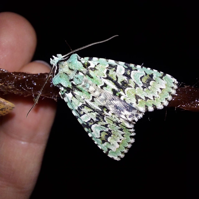 Griposia aprilina - őszi zöldbagoly